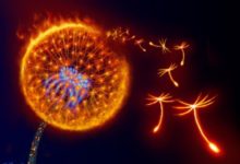 Fire Dandelion