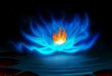 Fire Water Lily